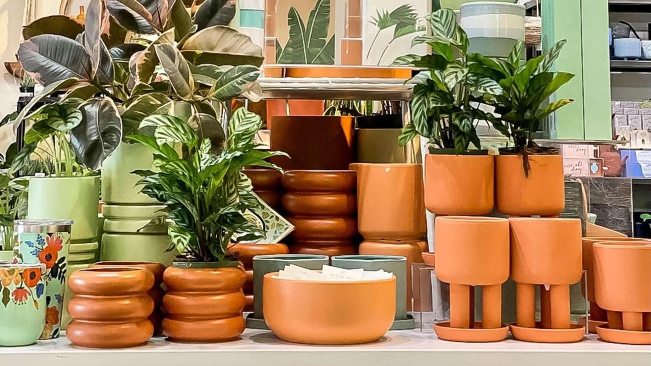 Beginner Houseplants That Add Color to Your Space