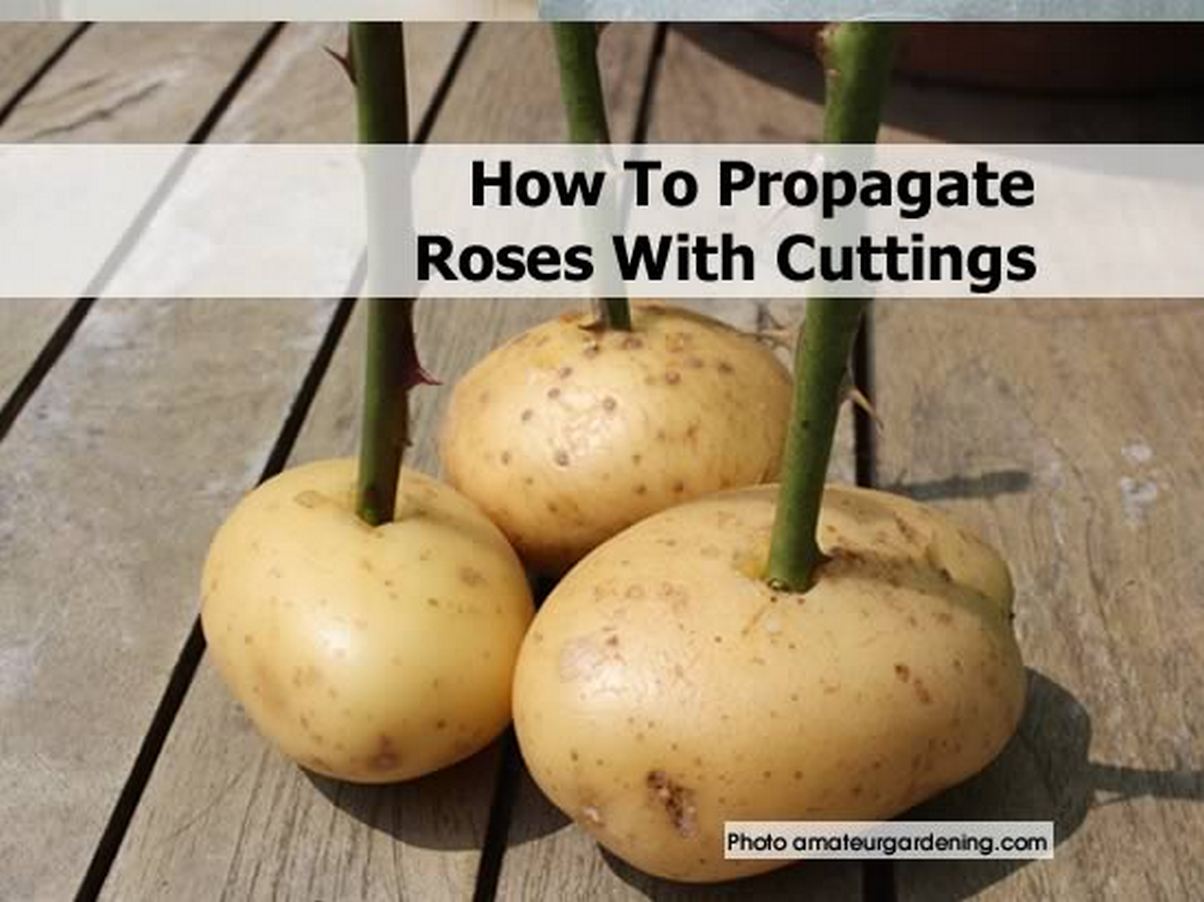 Propagate Roses From Cuttings: Unleash Your Gardens Potential