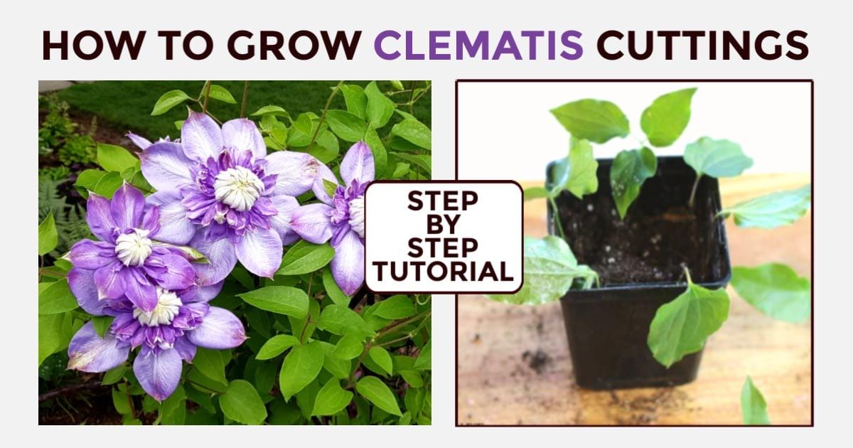 How to Make Clematis Propagation Effortless and Effective