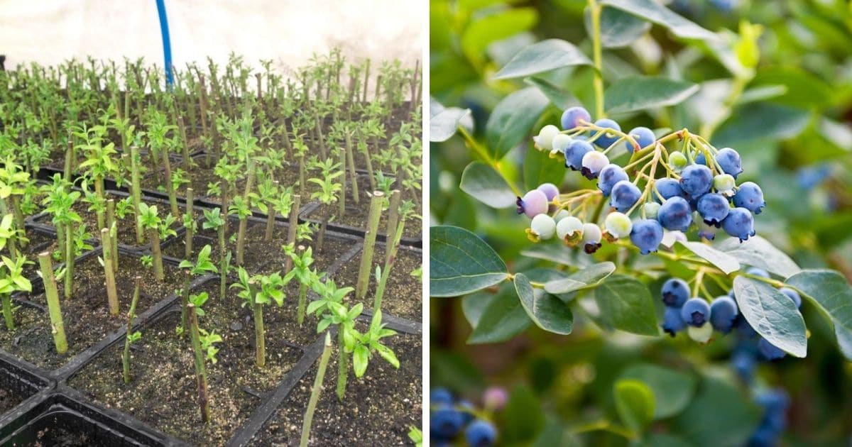 How to Create a Productive Blueberry Bush Garden with Expert Propagation Tips