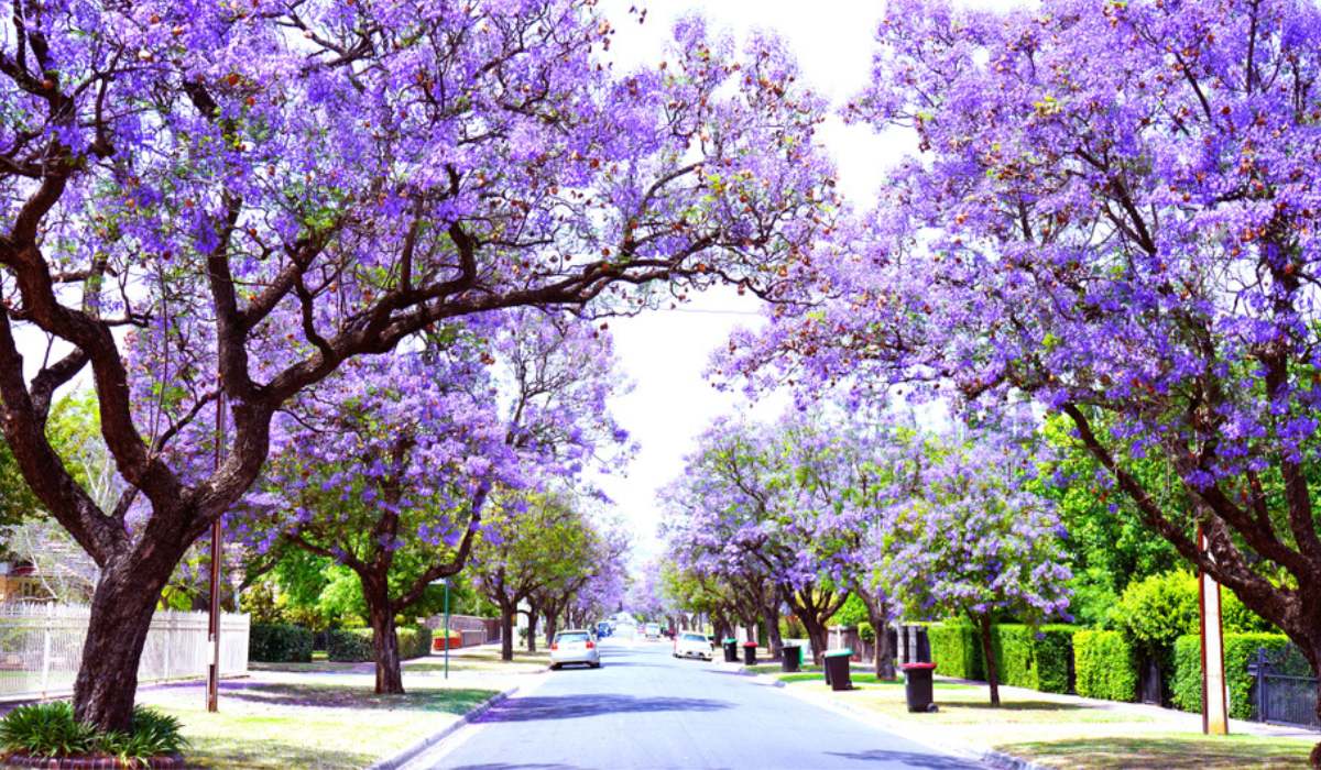 Jacaranda Garden: Tips for a Stunning Landscape