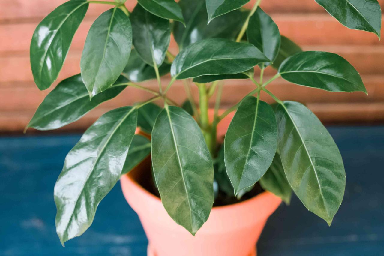 The Ultimate Guide to Growing More Schefflera Plants Successfully