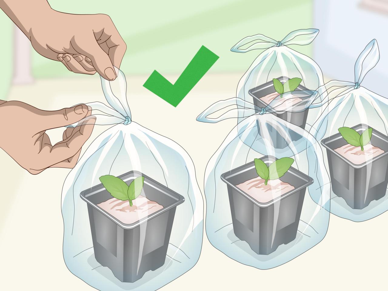 African violet leaf propagate