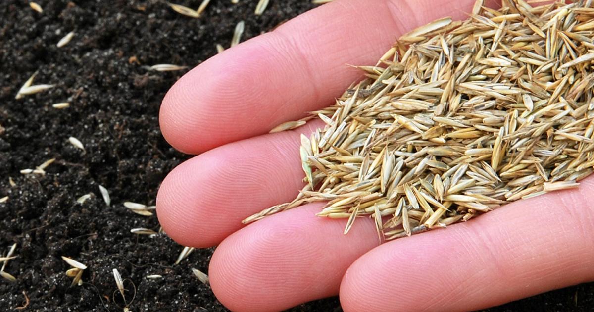 When to Sow Grass Seed in the UK for a Green and Healthy Lawn