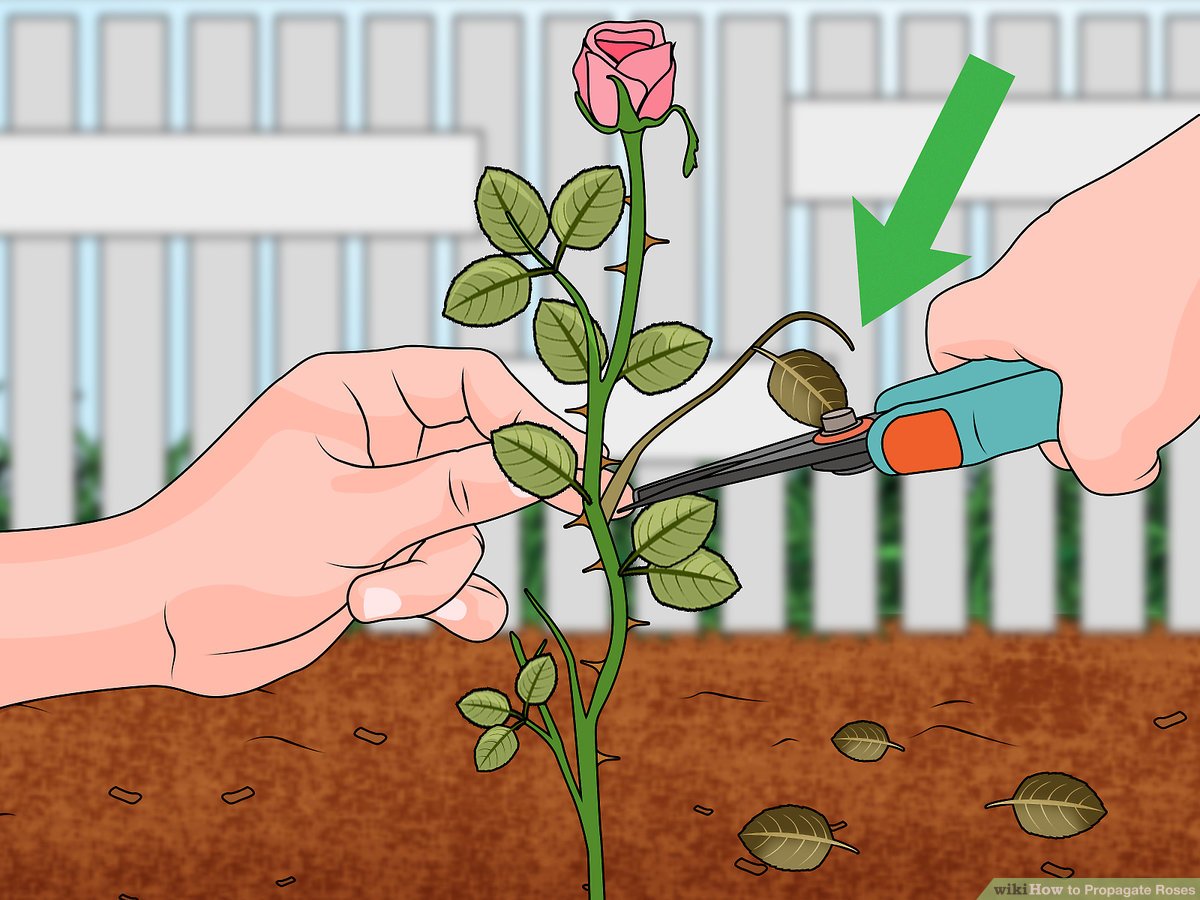 How To Propagate Roses From Cuttings: Unleash the Potential of Your Rose Garden