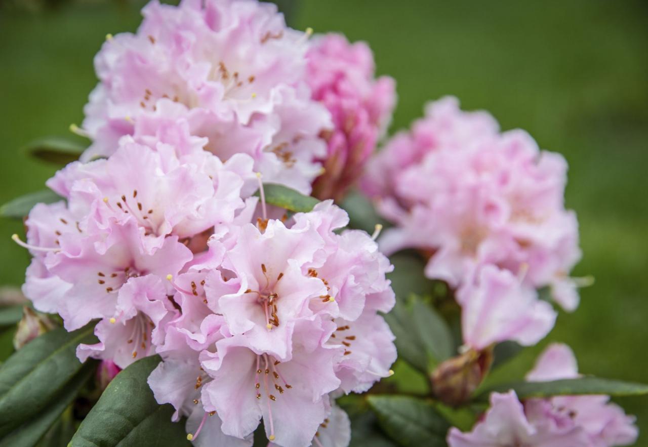 Rhododendrons plant varieties care garden plants collection homepage