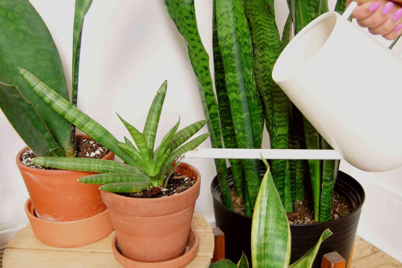 How Often Should You Water a Snake Plant in Low Light?