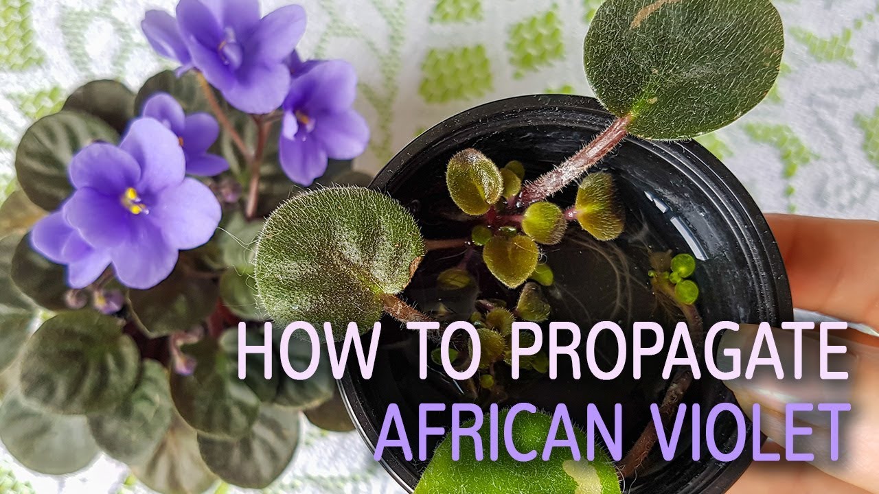 How to Propagate African Violets for Bigger, Healthier Plants