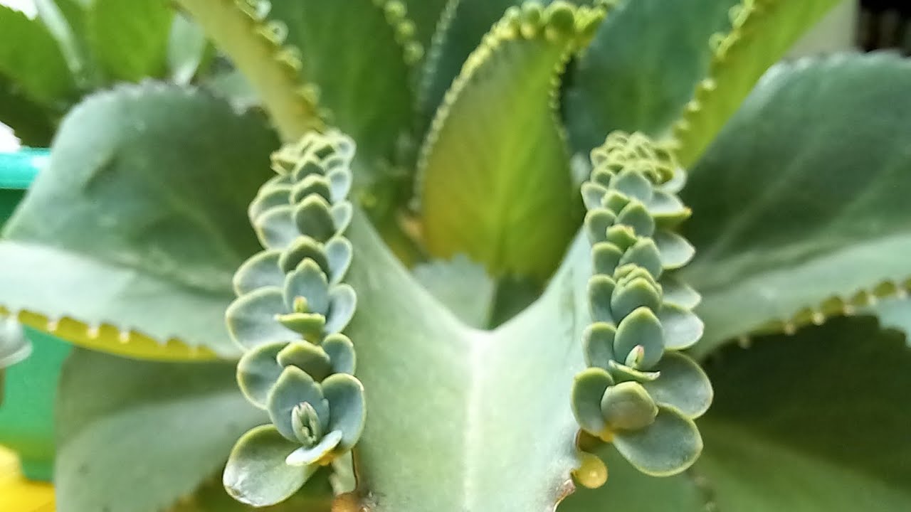 How to Propagate Mother of Thousands: The Best Methods Explained