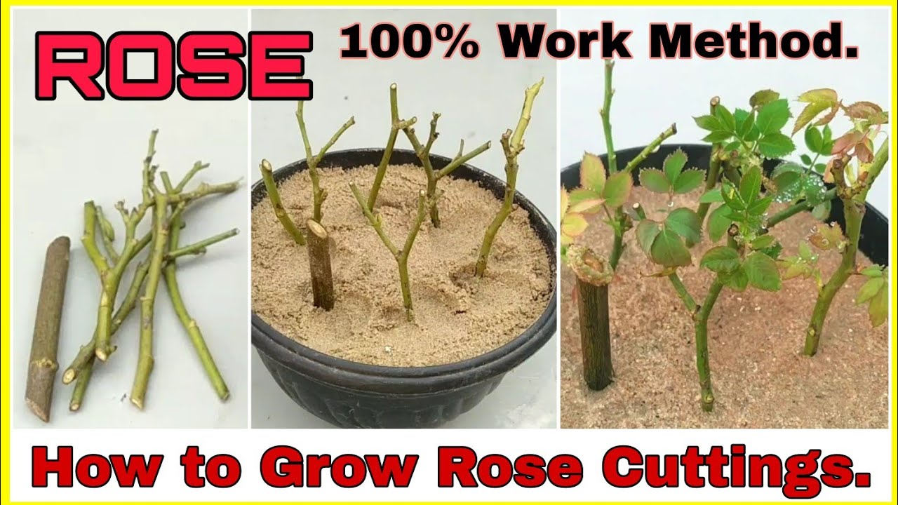 How To Propagate Roses From Cuttings: Unleash the Potential of Your Rose Garden