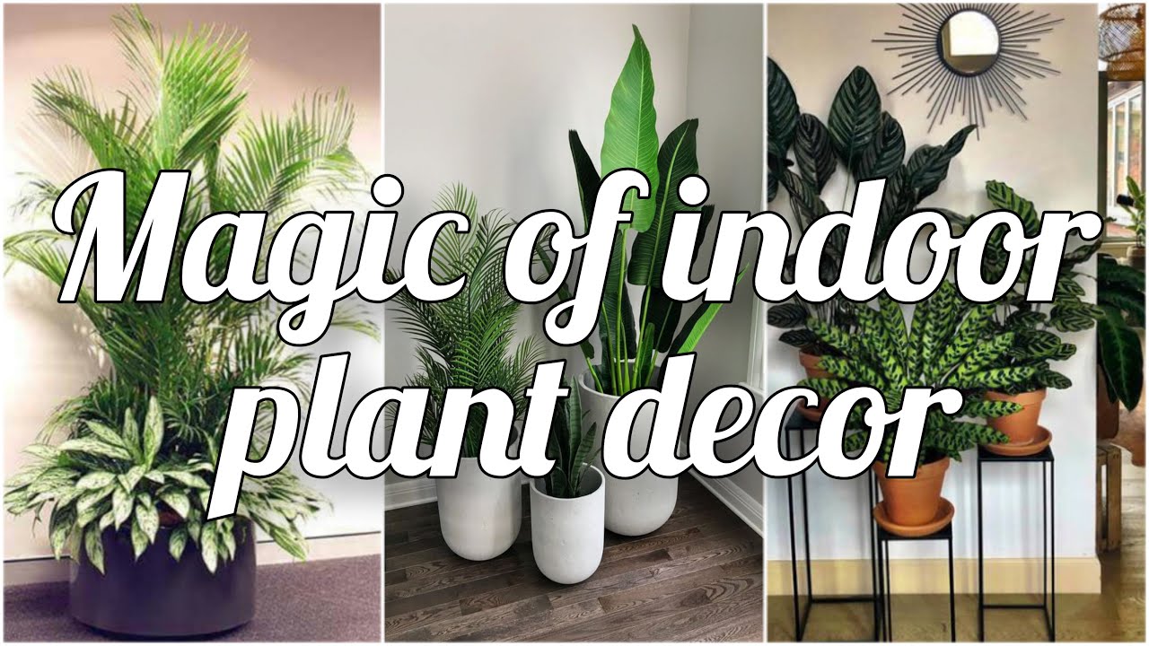 Choosing Large Indoor Plants That Match Your Color Scheme