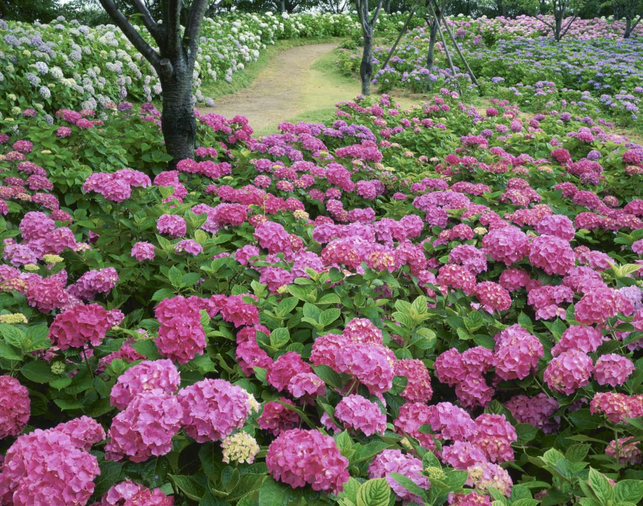 Transform Your Garden with These Hydrangea Water Propagation Techniques!