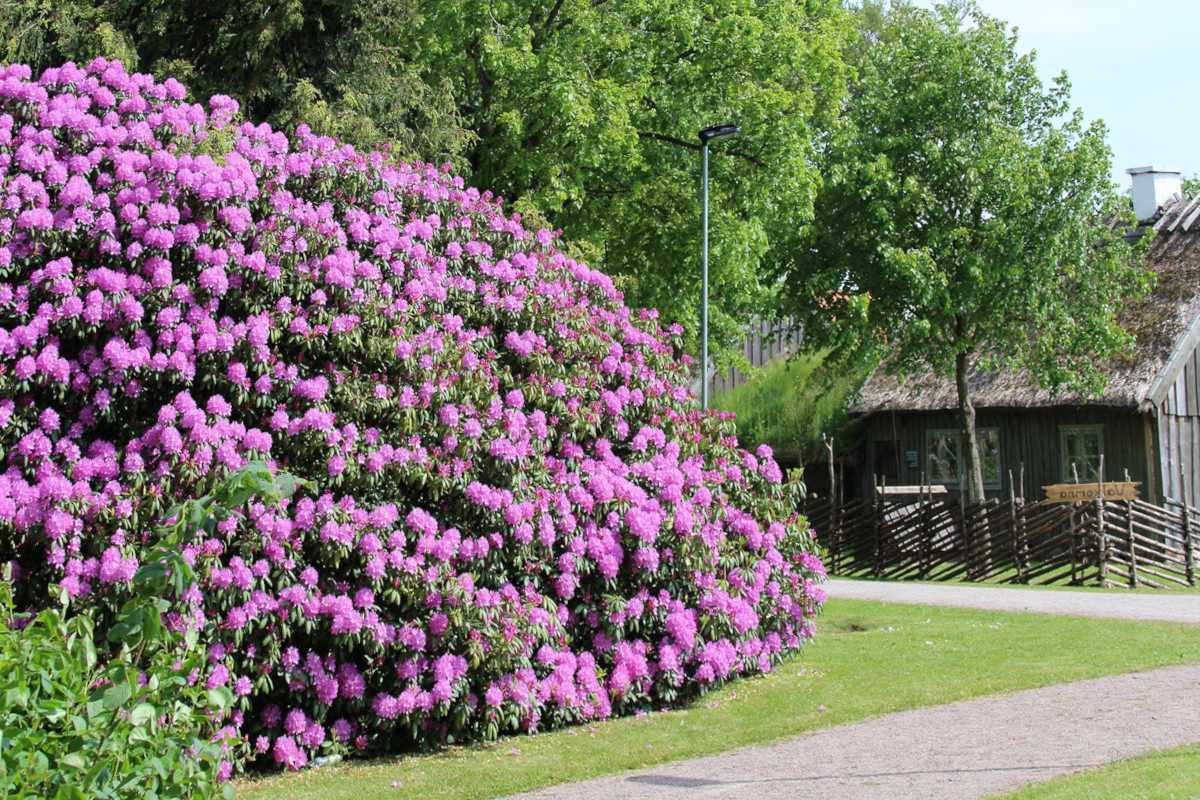 How to Keep Your Rodgers Plant Looking Fabulous All Year