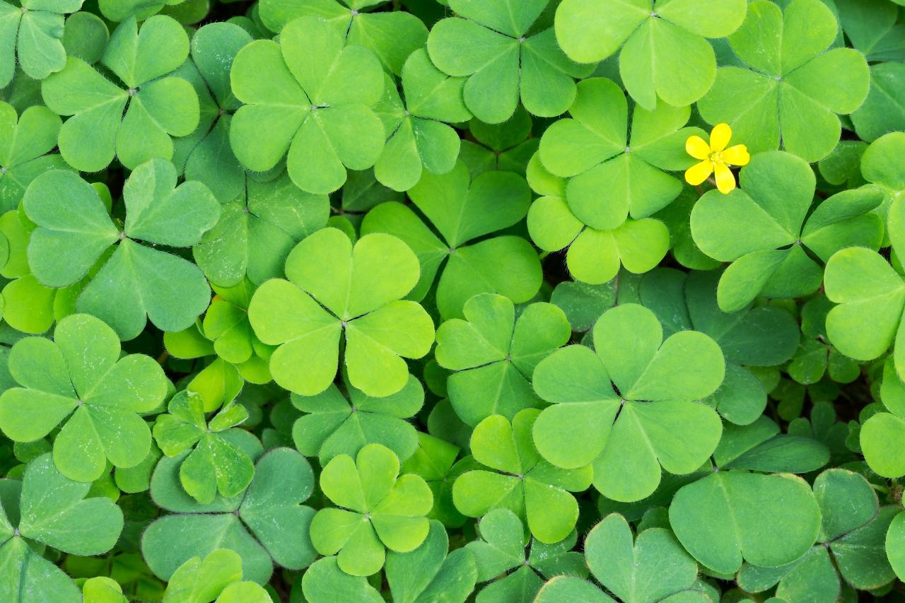 The Best Tips for Finding and Cultivating Four Leaf Clovers