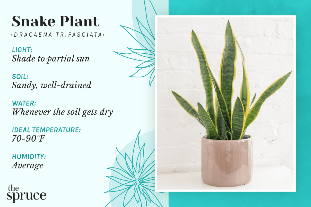 How to Keep Your Snake Plant Alive with the Right Watering Routine